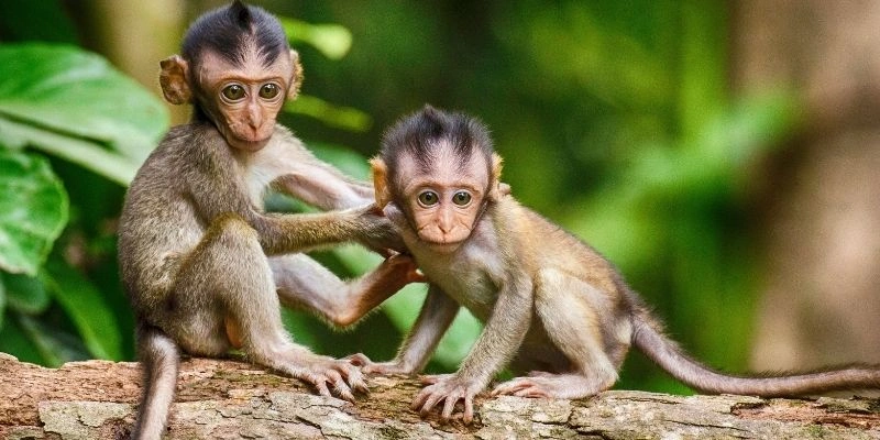 Hướng Nhà Hợp Tuổi Thân: Chọn Đúng Đổi Vận, An Cư Hưng Thịnh Năm 2025 3 Hướng Nhà Hợp Tuổi Thân