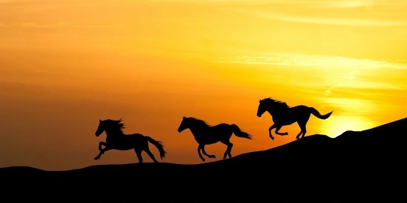 Màu Hợp Tuổi Ngọ: Lựa Chọn May Mắn, Mở Lối Thành Công Cho Người Cầm Tinh Ngựa 3 Màu Hợp Tuổi Ngọ