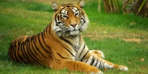 màu sắc may mắn tuổi dần