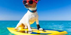 Màu Sắc May Mắn Tuổi Tuất