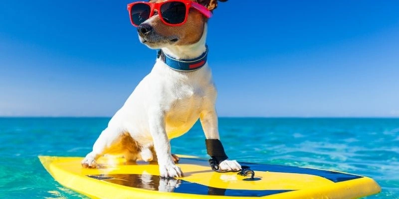 Màu Sắc May Mắn Tuổi Tuất
