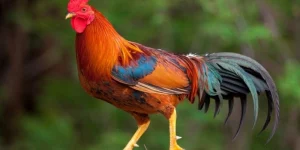 Tử Vi Bệnh Tật Tuổi Dậu