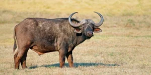 Tử Vi Bệnh Tật Tuổi Sửu