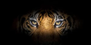 Tử Vi Chăm Sóc Sức Khỏe Tuổi Dần