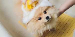 Tử Vi Chăm Sóc Sức Khỏe Tuổi Tuất