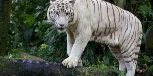 tu vi hon nhan tuoi dan 3