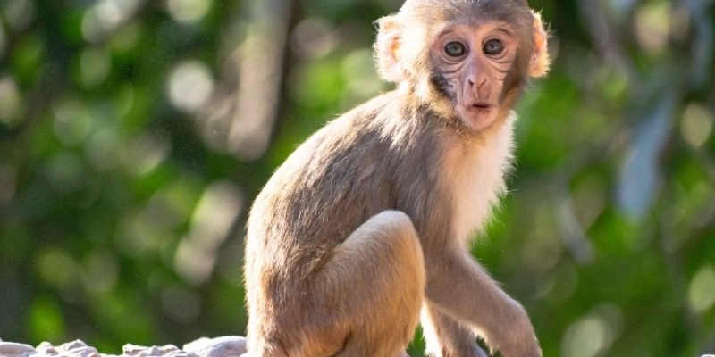 Tử Vi Hôn Nhân Tuổi Thân: Hé Mở Bí Mật Đường Tình Duyên & Gia Đạo 2 Tử Vi Hôn Nhân Tuổi Thân