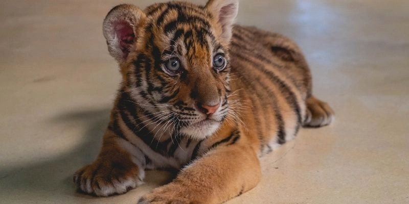 Tử Vi Nghề Nghiệp Tuổi Dần