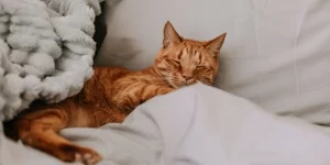 Tử Vi Phòng Tránh Bệnh Cho Tuổi Mão