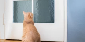 Tử Vi Phòng Tránh Bệnh Cho Tuổi Mão