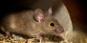 Tử Vi Sức Khỏe Tuổi Tý