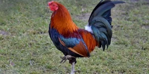 Tử Vi Tình Yêu Tuổi Dậu