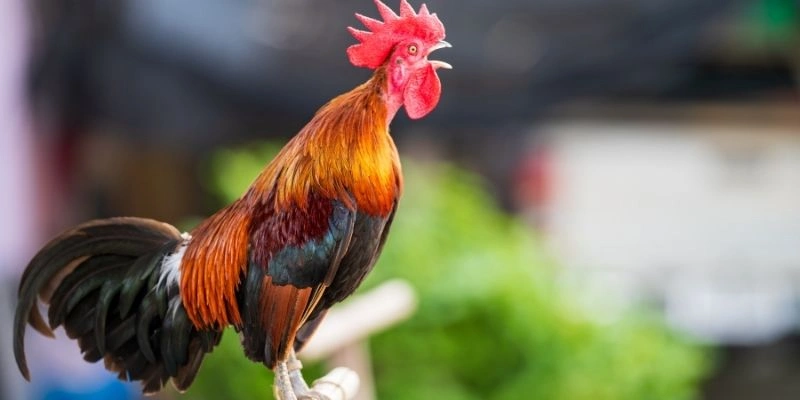 Tử Vi Vận May Tài Chính Tuổi Dậu