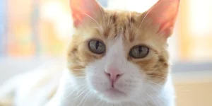 Vật Phẩm Phong Thủy Tuổi Mão