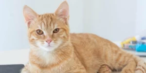Vật Phẩm Phong Thủy Tuổi Mão