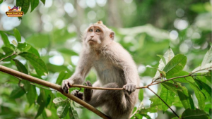 Năm hạn của tuổi Thân là gì Nhận diện và ý nghĩa từng năm hạn