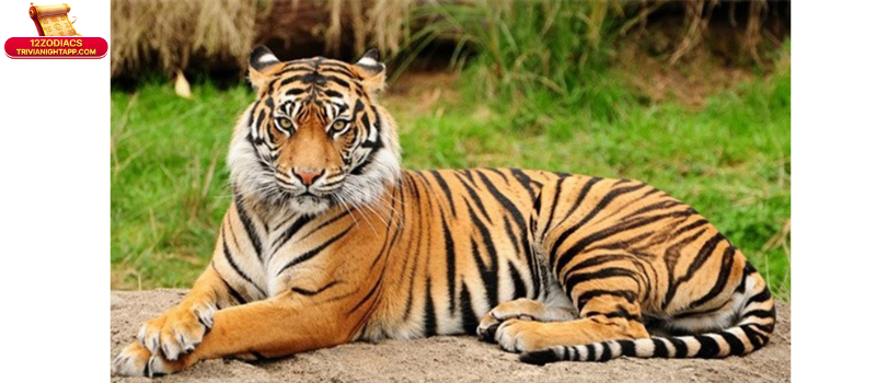 Ứng dụng thực tiễn khi chọn tuổi Dần hợp với tuổi nào kết hôn