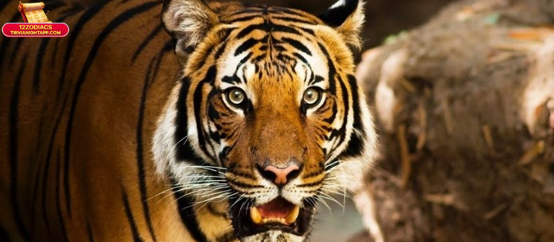 Tuổi Dần Hợp Với Tuổi Nào Kết Hôn? Hướng Dẫn Chi Tiết Theo Tử Vi 31 Tổng quan về tuổi Dần trong hôn nhân