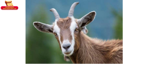 Tuổi Mùi hợp với tuổi nào kết hôn: tổng quan phong thủy