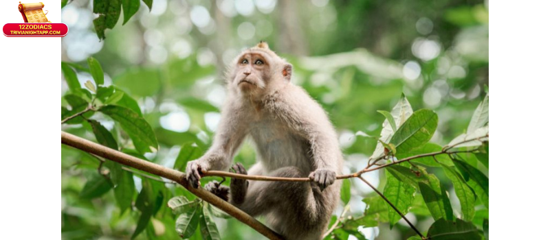 Phong thủy và lời khuyên khi xác định tuổi Thân hợp với tuổi nào kết hôn