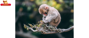 Tuổi Thân hợp với tuổi nào kết hôn: tổng quan